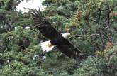 Uma Bald Eagle voa sobre nossas cabeças, em Haines, no sudeste do Alaska